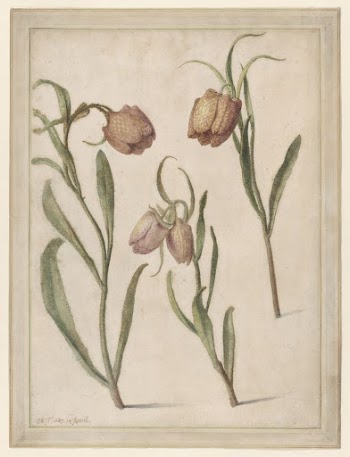 Study of Three Fritillaries | Free Photo - rawpixel