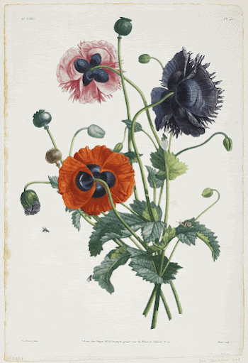 Study of Three Types of Poppies | Free Photo - rawpixel