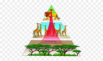 Studying Energy Pyramids - Pyramid Of Nature Balance