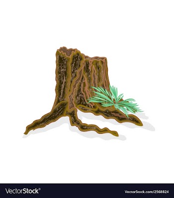Stump with ferns vector image