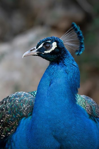 Stunning Blue Peacock Portrait