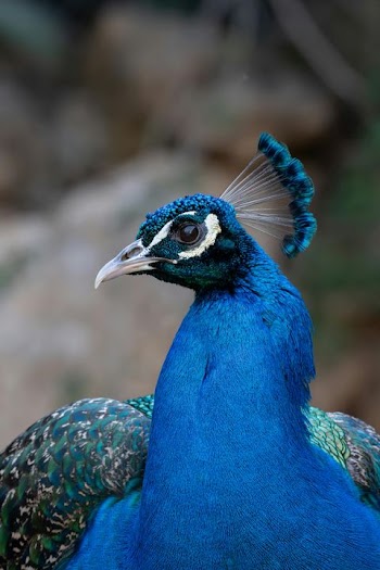 Stunning Close-up of a Peacock's Vibrant Feathers