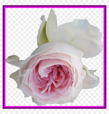 Stunning Light Pink Rose On Transparent Background - Pink Roses Transparent Background