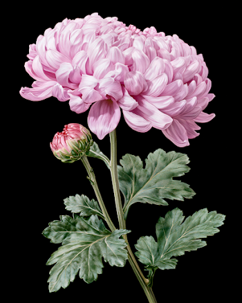 Stunning Pink Chrysanthemum Bloom