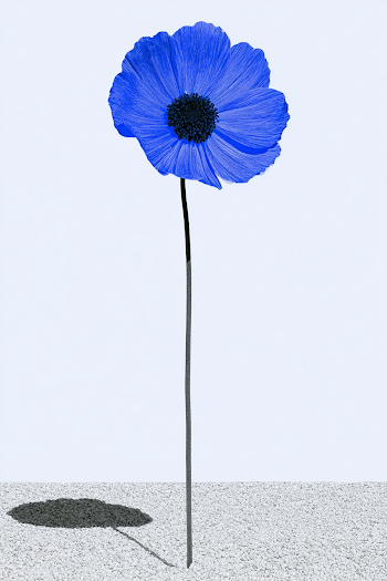 Stunning Single Cosmos Flower with Minimal Background