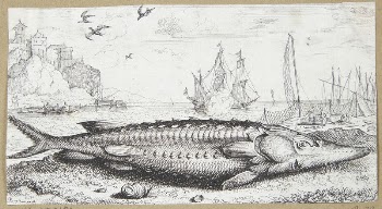 Sturgeon (Sturio siue Acipenser) | Free Photo - rawpixel