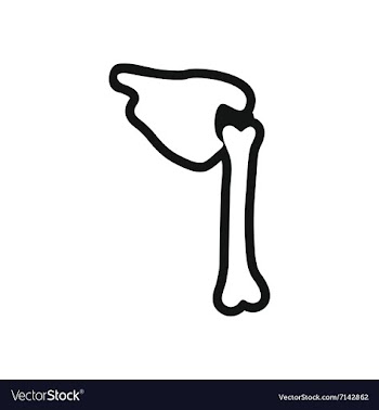 Stylish black and white icon human bone vector image