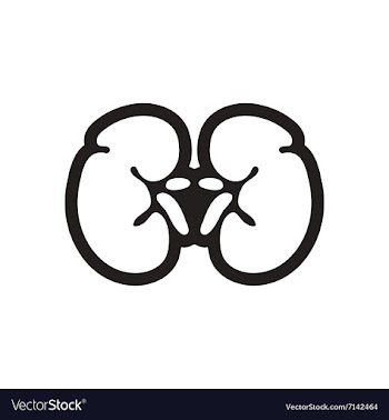 Stylish black and white icon human kidney vector image