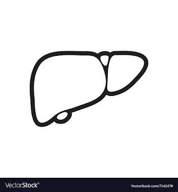 Stylish black and white icon human liver vector image