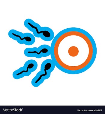 Stylish flat icon on white background sperm and vector image