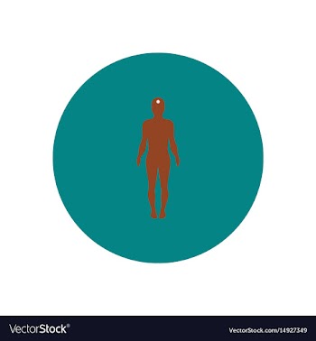 Stylish icon in color circle body stroke vector image