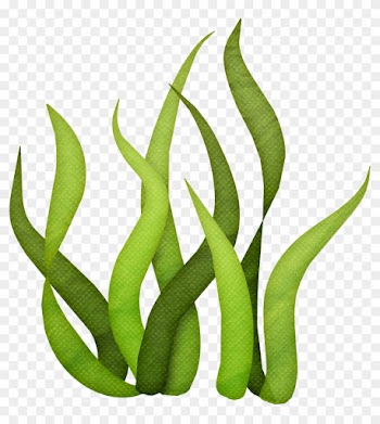 Stylist And Luxury Seaweed Clip Art Pin By Maria Eugenia - Seaweed Clip Art Png