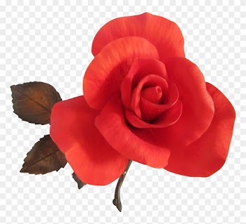 Stylist Burning Love Garden Rose Wondrous Boehm Red - Burning Rose Png