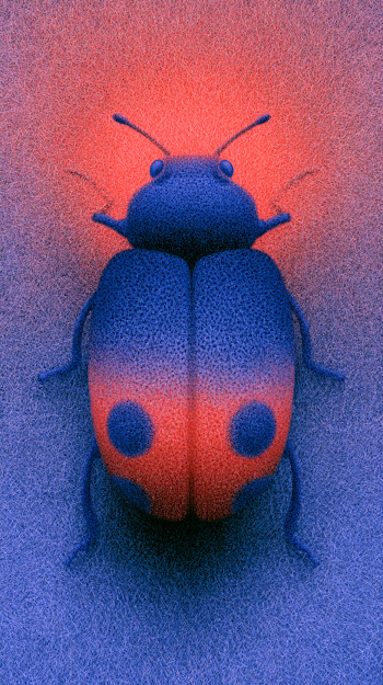 Stylized Ladybug Illustration