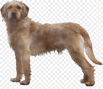 Styrian Coarse-haired Hound Barak hound Goldendoodle Otterhound Basset Fauve de Bretagne -  