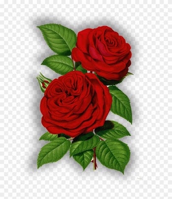 Sublimacion - Victorian Rose Art