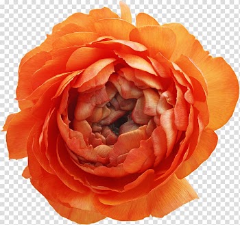 Subterranean Animism Flower , pion transparent background PNG clipart