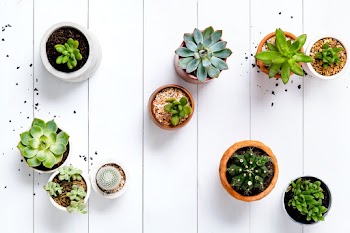 Succulent and cactus in wooden white… | Free stock photo | High Resolution image