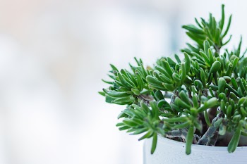 Succulent plant