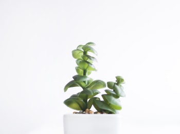 Succulent Plant