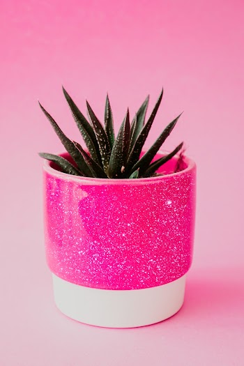 Succulent Plant