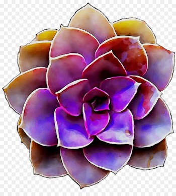 Succulent plant Cactus Echeveria Cacti & Succulents Plants -  