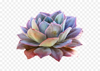 Succulent Plant, Cactus, Echeveria Elegans, Flower, Echeveria PNG