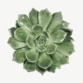 Succulent plant collage element psd | Free PSD - rawpixel