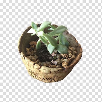 Succulent plant Echeveria Cactaceae, watercolor cactus transparent background PNG clipart