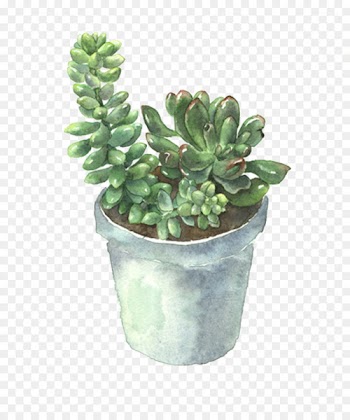 Succulent plant Flowerpot Cactaceae - succulent plants 