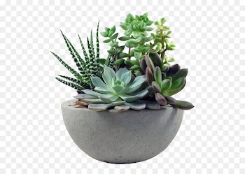 Succulent plant Gardening Flower - plant 
