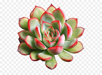Succulent plant Grow light - Succulents 3 