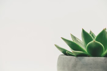Succulent Plant on Gray Plant Pot Close-up Photo · Free Stock Photo