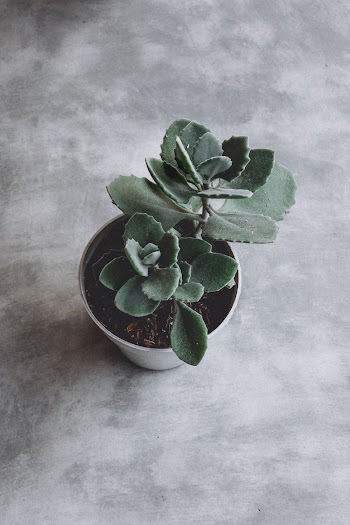 Succulent Plant on Pot