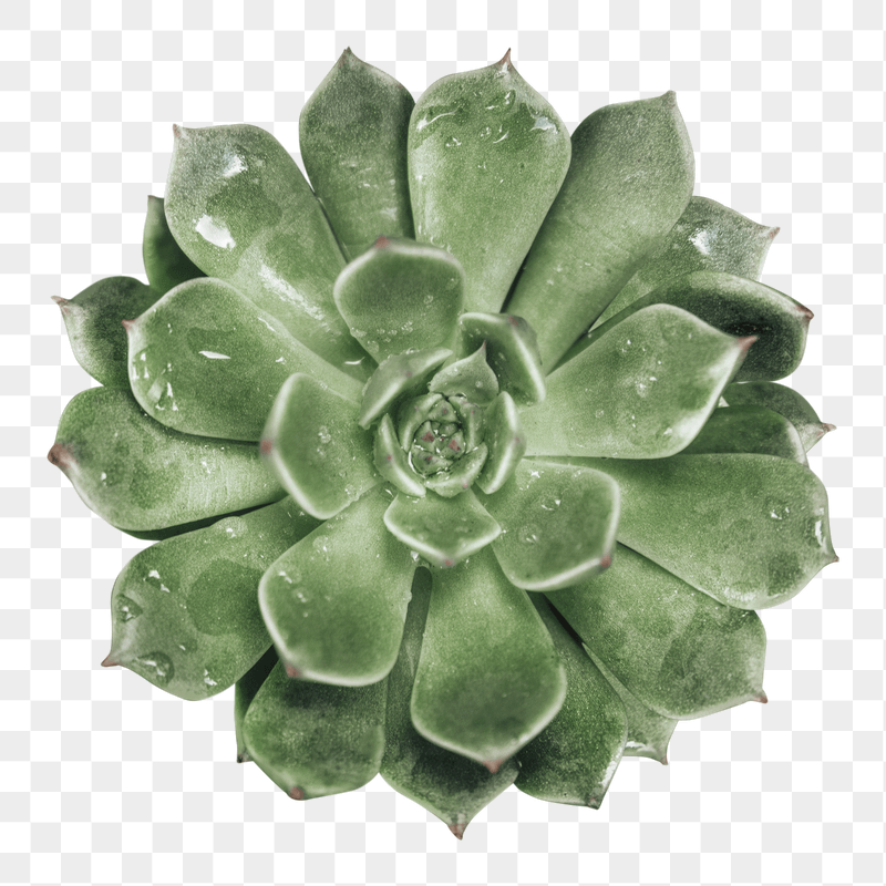 Succulent plant png sticker, transparent | Free PNG - rawpixel