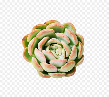 Succulent plant u767du7261u4e39 Download Moutan peony - Positive white peony meaty plants 