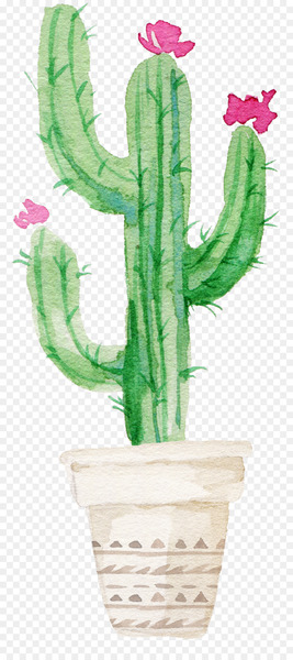 Succulent plant Watercolor painting Drawing Cactaceae - Flowering Cactus 
