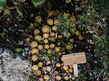 Succulent Plants