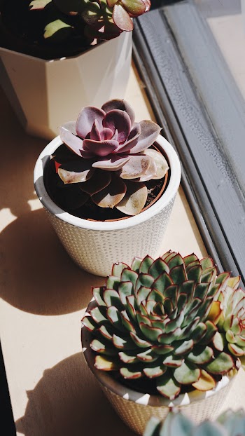 Succulent Plants