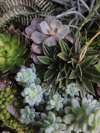 Succulent Plants