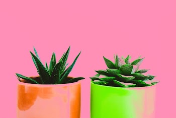 Succulent Plants