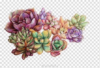 Succulent plants illustration, Succulent plant Colored pencil Watercolor painting Leaf, plant transparent background PNG clipart