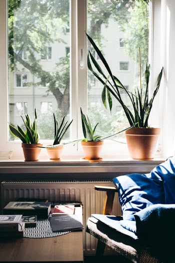 Succulent plants on a window sill