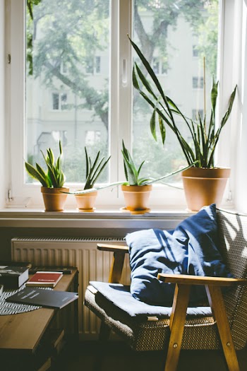 Succulent plants on a window sill 2