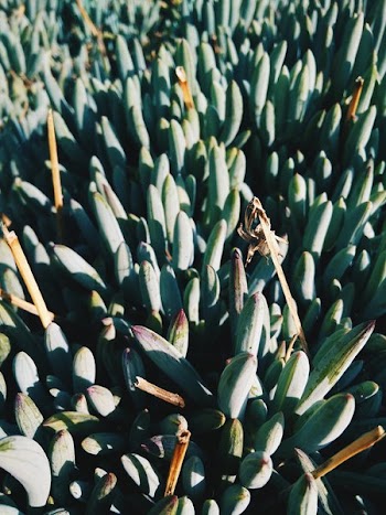 Succulent Plants Reach For The Sun