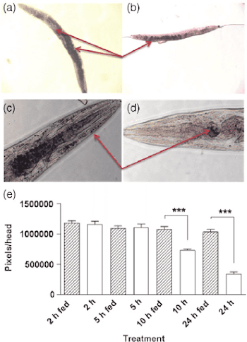 Sudan Black staining of wild-type 1-day-old adult C. elegans worms ...