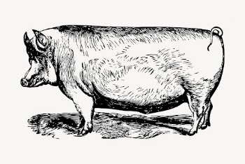 Suffolk pig animal clipart, vintage | Free Vector - rawpixel