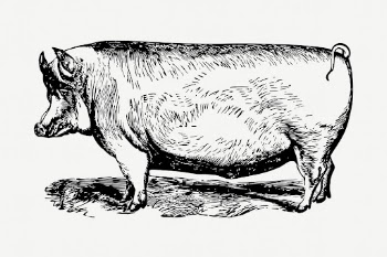 Suffolk pig animal collage element, | Free PSD - rawpixel