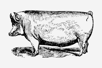 Suffolk pig animal hand drawn | Free Photo - rawpixel