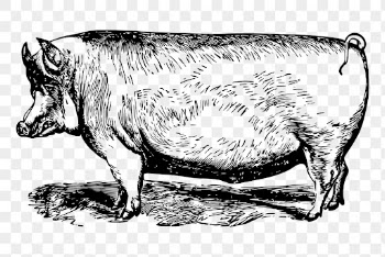 Suffolk pig drawing png sticker | Free PNG - rawpixel